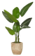 plante Une plante verte dans un pot en bois