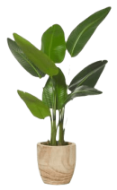 plante Une plante verte dans un pot en bois