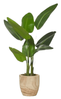 plante Une plante verte dans un pot en bois