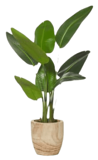 Une plante verte dans un pot en bois